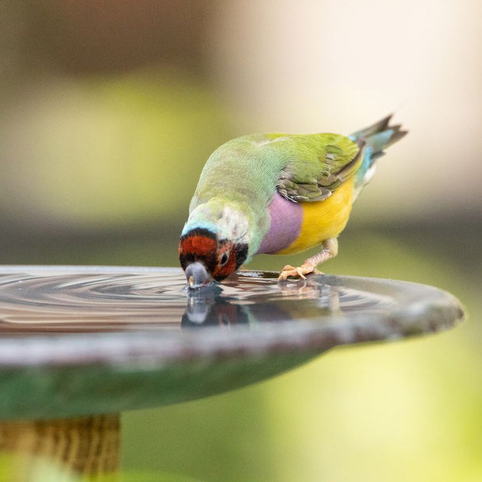 7 Essential Benefits Of Adding A Bird Bath To Your Garden