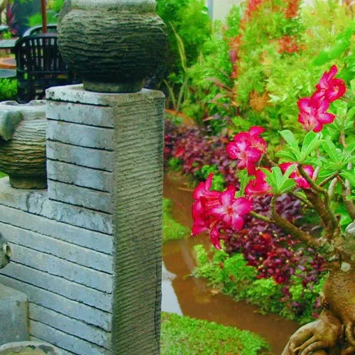 Top 10 Japanese Style Garden Ideas for Australian Homes