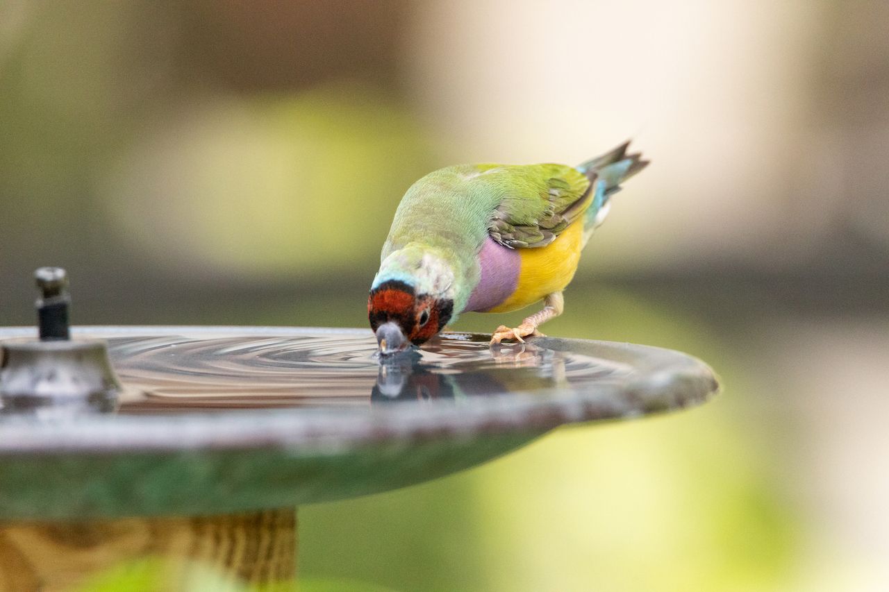 7 Essential Benefits Of Adding A Bird Bath To Your Garden